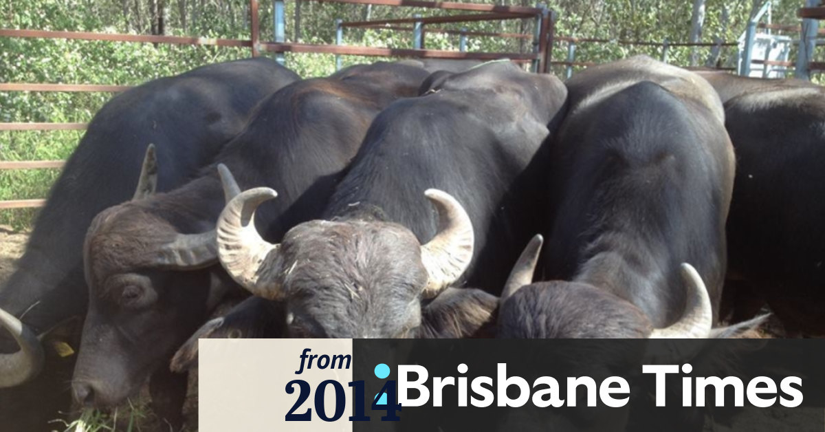 Water buffalo up for auction in Queensland as errant beasts cost Somerset Regional Council